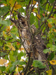 Eulen im Münsterland