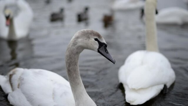 Swans swim in the cold water of a lake in Czech Republic