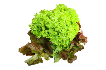 fresh green lettuce leaves no background for your design or menu
