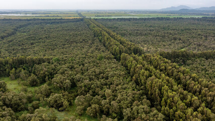 Tra Su forest - a famous destination to travel in Mekong Delta Vietnam