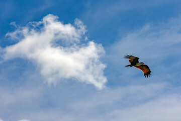 A bald eagle or Haliaeetus leucocephalus soars through a blue sky through clouds in the Kilim Geoforest national park, Malaysia