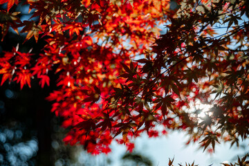 もみじ紅葉