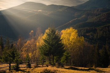 Autumn landscape of mountains. Carpathians, Ukraine. Contrast of green and yellow.