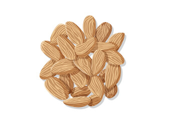 almond nut isolated on white background illustration vector
