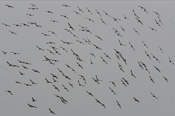 pigeons - columba ,  columbidae