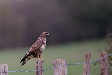 Buse variable -Buteo buteo - rapaces diurnes -Accipitridés
