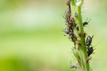 ark-tailed thistle aphid - puceron noire - uroleucon aeneum