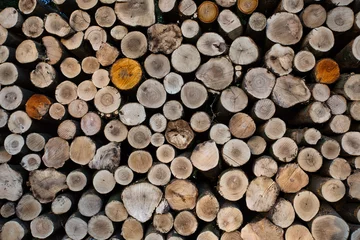 Möbelaufkleber Holzernte mit automatischem Abholzer in einem Waldstück © Detlef