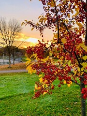 cherry tree in the autumn