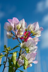Vertical shot of blooming light pink bougainvillea flowers on a blue sky background