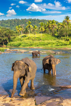 Herd of elephants in Sri Lanka