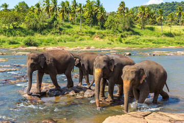 Naklejka na ściany i meble Herd of elephants in Sri Lanka