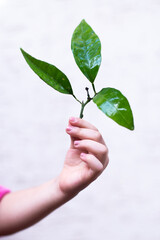 Selective focus of hands  child  holding a little green plant with soil. Growing tree. Spring season. Save environment. Earth day. World day. 