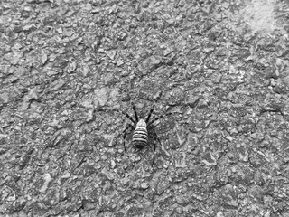 black and white, spider, spider on the street, spider on the way, animal, nature