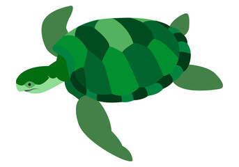 Tortuga verde grande.