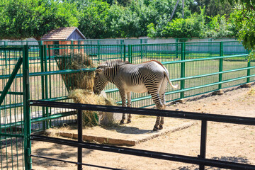 Zebra in the Zoo of the Askania Nova National Nature Reserve. Kherson region. Ukraine