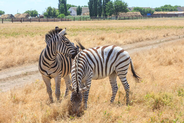 Fototapeta premium Zebras in the Ukrainian steppe on the territory of the national nature reserve 