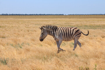 Obraz na płótnie Canvas Zebras in the Ukrainian steppe on the territory of the national nature reserve 