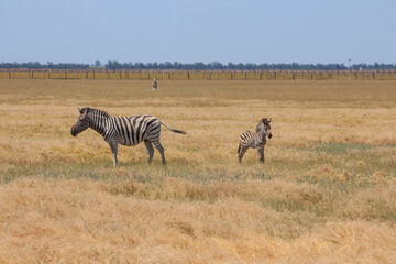 Fototapeta na wymiar Zebras in the Ukrainian steppe on the territory of the national nature reserve 