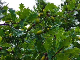 oak on the tree, oak tree, oak leaves, tree, autumn tree