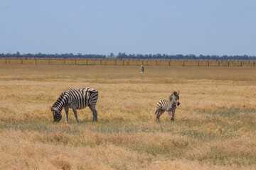 Fototapeta na wymiar Zebras in the Ukrainian steppe on the territory of the national nature reserve 