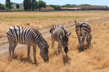 Zebras in the Ukrainian steppe on the territory of the national nature reserve 
