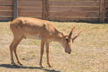 Saiga antelopes in the Ukrainian steppe on the territory of the national nature reserve 