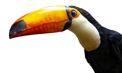 PNG illustration with a transparent background portrait of a toucan bird