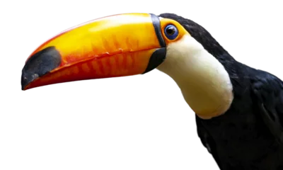 Zelfklevend Fotobehang PNG illustration with a transparent background portrait of a toucan bird © Patrick Rolands