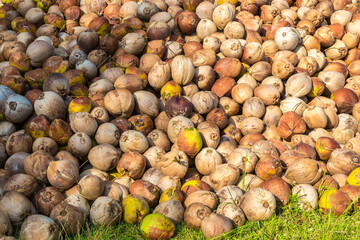 Heaps of coconuts