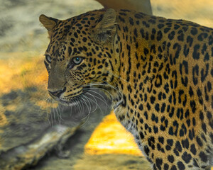 A leopard in close up shot