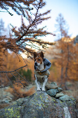 dog in the autumn forest