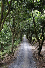 Trees road