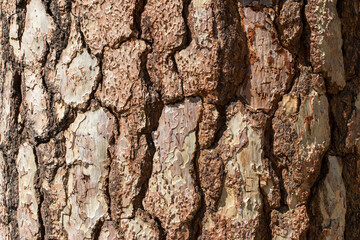 bark of Ponderosa pine, California, US