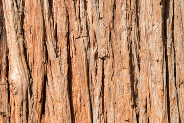 Ponderosa pine wood, California, US