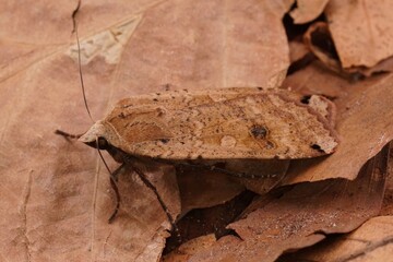 Dorsal closeup on a light color form of the large yellow underwing Noctua pronuba,