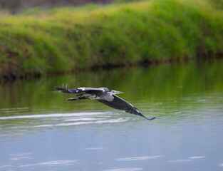 Grey Heron flying over pond