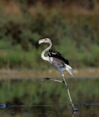 Juvenile Greater Flamingo walking on the pond  