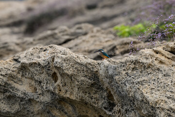 Common Kingfisher sitting on the rock on see shore
