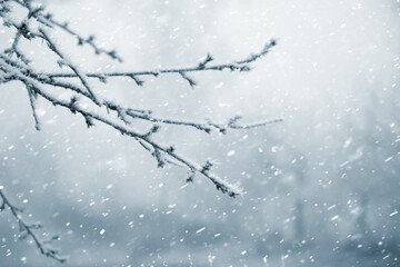 Frost covered tree branches in winter during snowfall on blurred background in fog