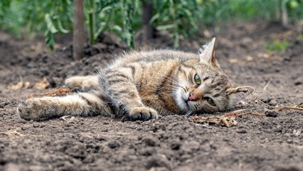 Naklejka na ściany i meble A tabby cat is lying on the ground in a bed near tomato bushes, the cat is resting