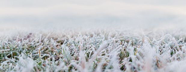 Frost-covered thick green grass, autumn and winter background - Powered by Adobe