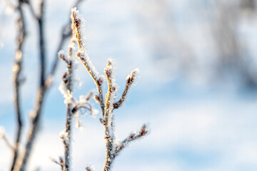 Currant branches covered with frost in the garden in sunny weather