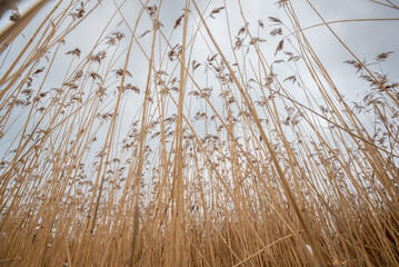 reeds in the snow in Estonia