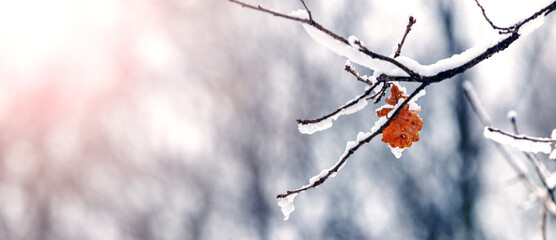 Snow and ice covered oak branch with dry leaves in forest on tree in sunny weather on blurred...