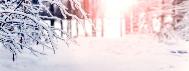 Snowy winter forest during sunset. Winter landscape with snow-covered trees in the forest in a soft...