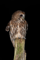 Tawny Owl (Strix aluco) photographed at night in farmland