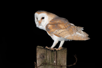 Barn Owl (Tyto alba)  photographed at night in farmland