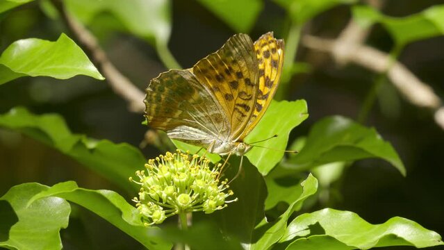 Papillon orange butinant une fleur de lierre