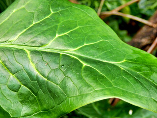 Close up of the glossy arrow shaped leaf of the Cuckoo Pint plant (Arum Maculatum), also known as Lords and Ladies 
